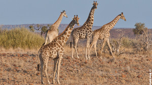 Le giraffe curiose